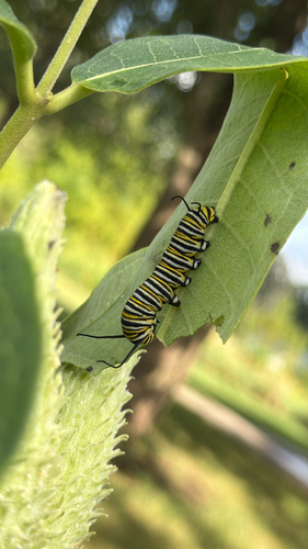 Monarch