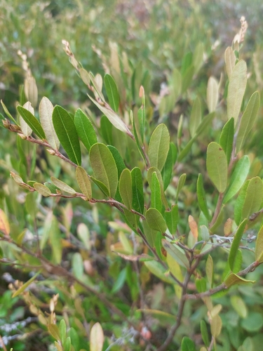leatherleaf