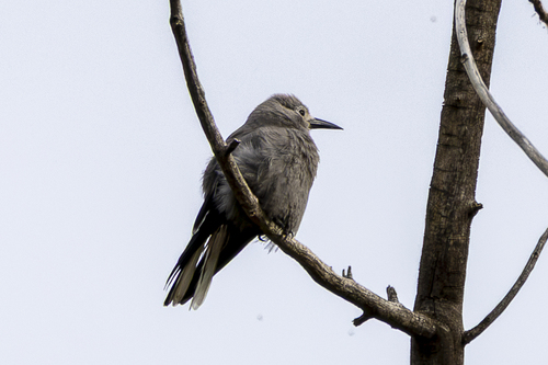 Clark's Nutcracker