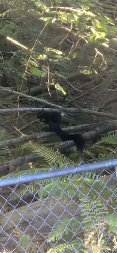 Eastern Gray Squirrel