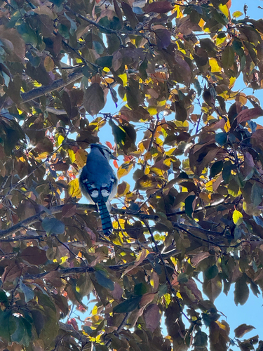 Blue Jay