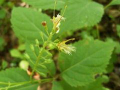 Collinsonia canadensis, photograph author not stated, no rights reserved
