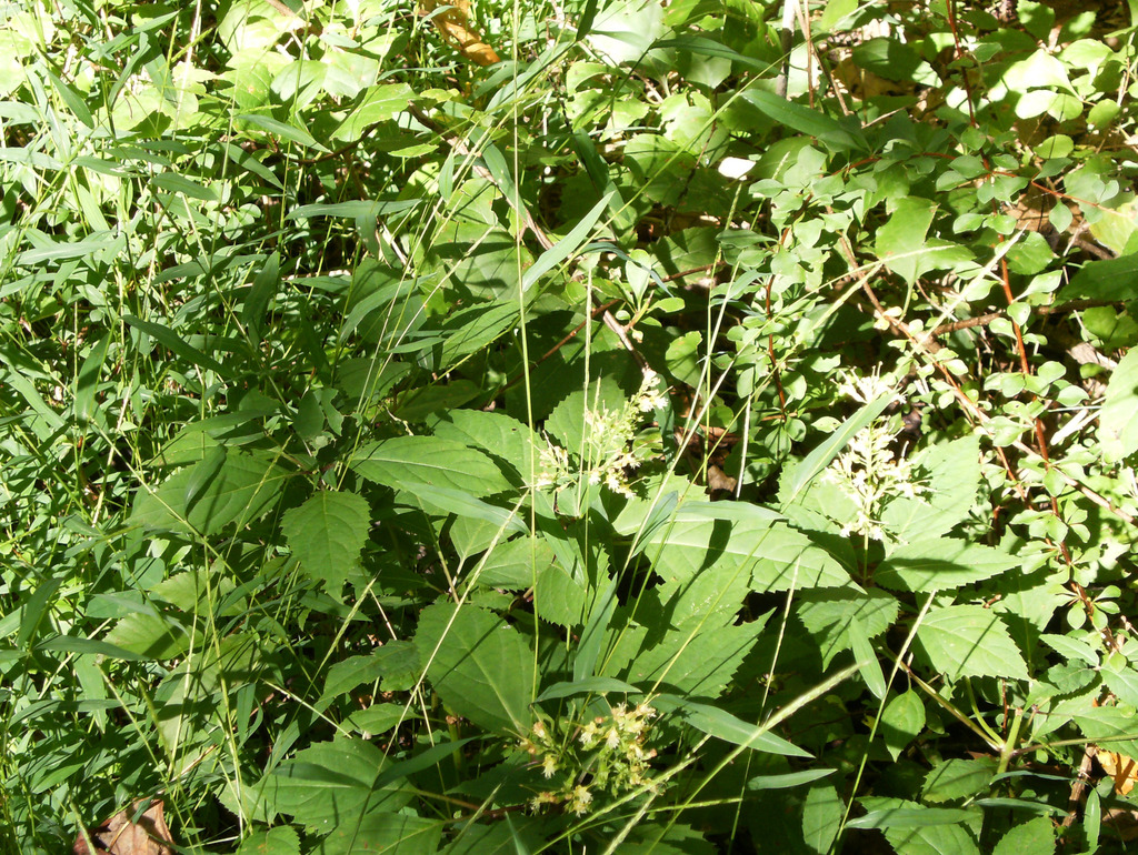 Collinsonia canadensis; photograph author not stated, no rights reserved