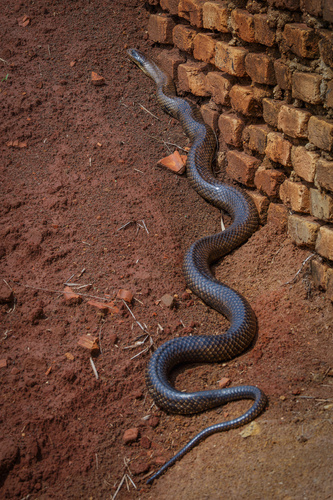 False Water Cobra