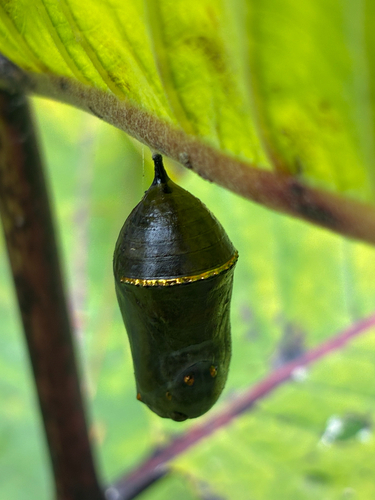 Monarch
