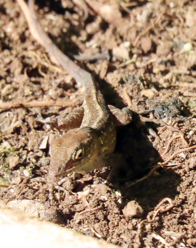 Anolis sagrei observed 2026-09-17