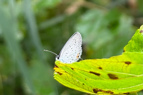Eastern Tailed-Blue