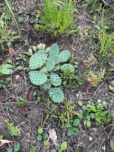 Eastern Pricklypear