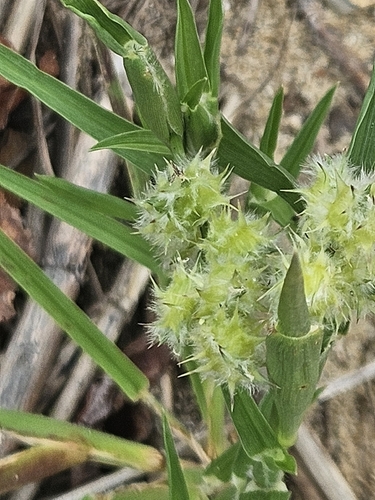 Cenchrus tribuloides, photograph 5