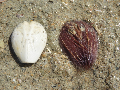 Lovenia elongata observed 2026-09-06