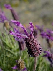Lavandula pedunculata atlantica