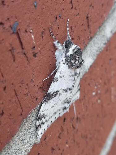 White Underwing