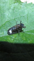 Lamprohiza splendidula