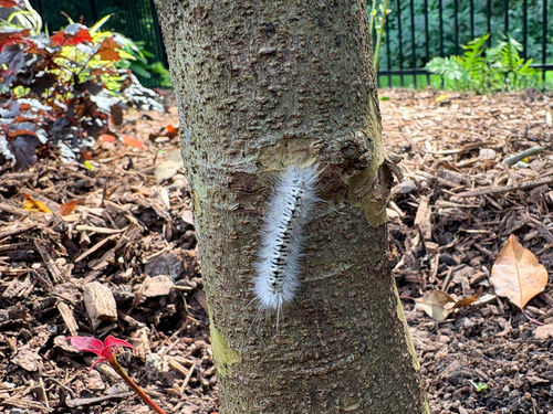 Hickory Tussock Moth