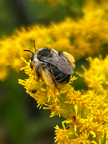 Drury's Long-horned Bee