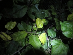 Lamprohiza splendidula