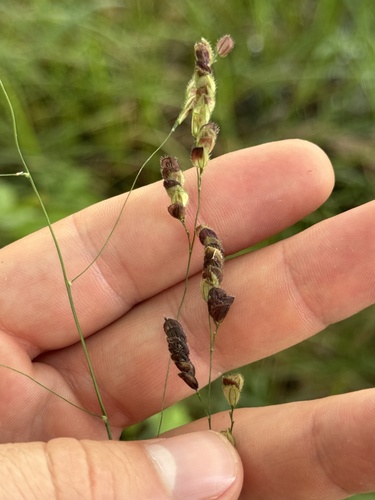 Catchfly grass