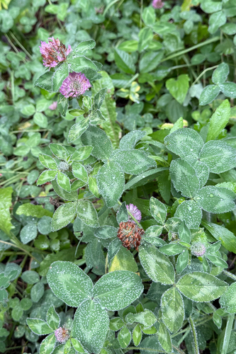 Red Clover