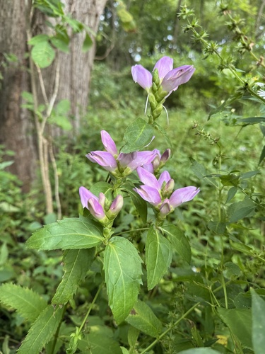 rose turtlehead