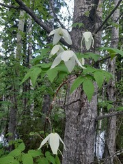 Clematis alpina sibirica