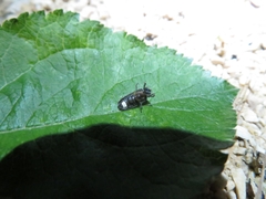 Lamprohiza splendidula