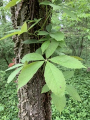 Parthenocissus quinquefolia