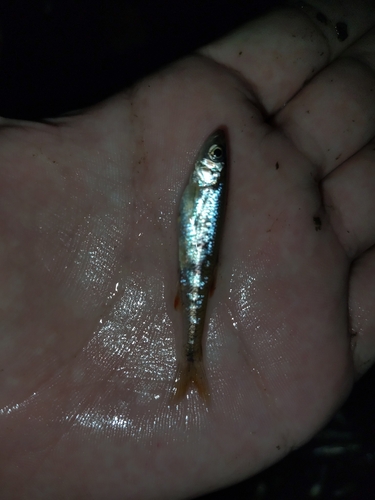 Scarlet Shiner