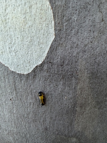 Dotted Paropsine Leaf Beetle