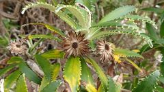 Macrolearia angustifolia