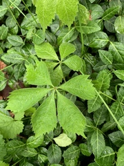 Parthenocissus quinquefolia