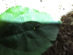 Lamprohiza splendidula