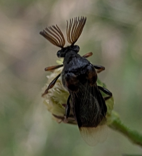 Ripiphorus fasciatus