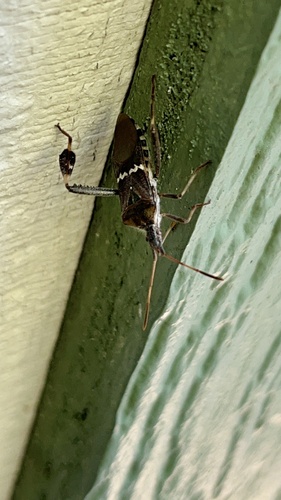 Western Leaf-footed Bug