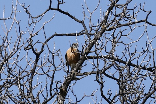 American Robin