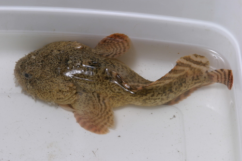 Oyster Toadfish