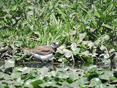 Charadrius vociferus