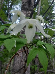 Clematis alpina sibirica