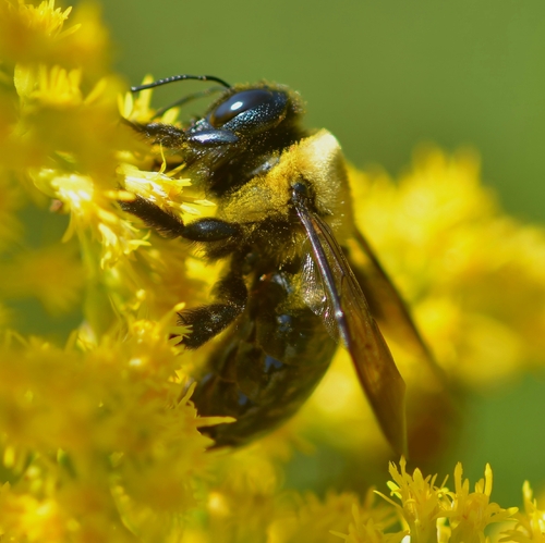 Eastern Carpenter Bee