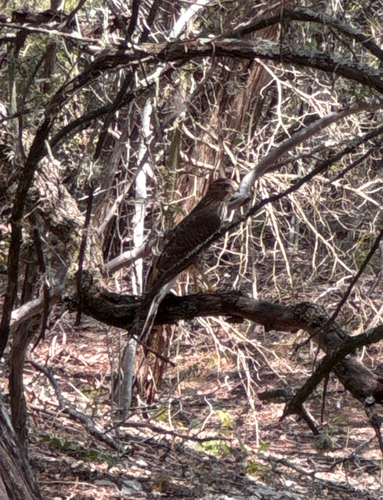 Cooper's Hawk