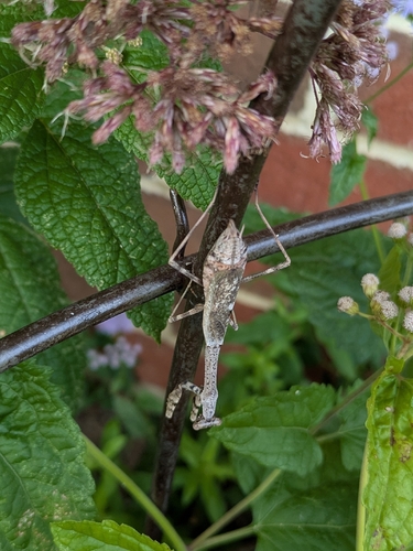 Carolina Mantis