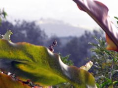 Selasphorus scintilla