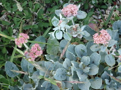Eriogonum grande rubescens