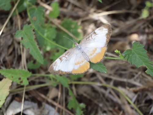Common Mestra