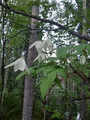 Clematis alpina sibirica