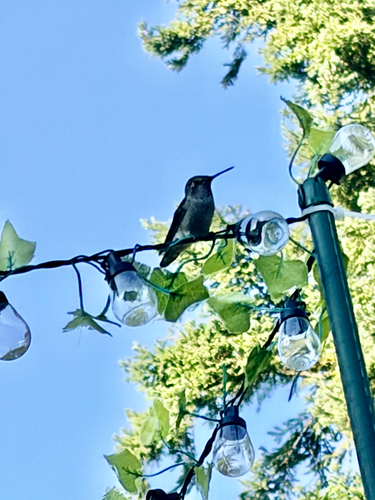 Anna's Hummingbird