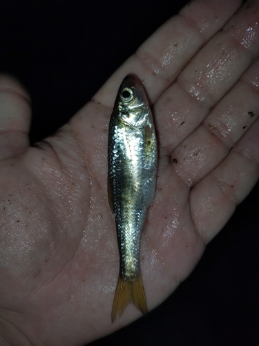 Striped Shiner