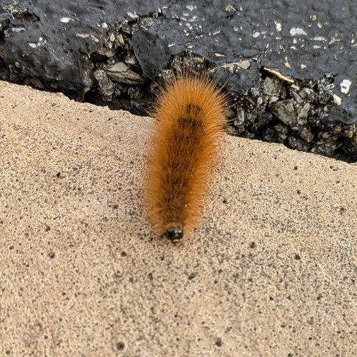 Virginian Tiger Moth