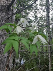 Clematis alpina sibirica