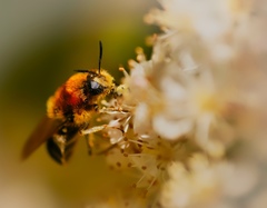 Stratiomys longicornis