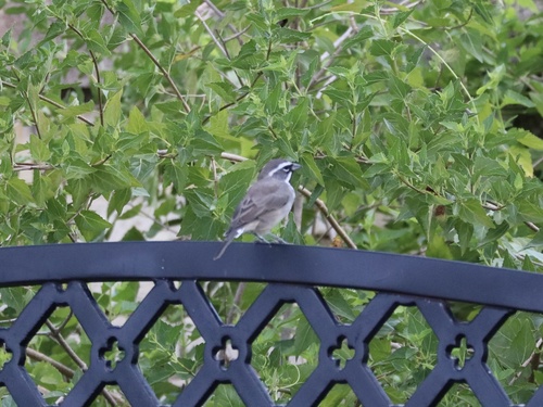 Black-throated Sparrow